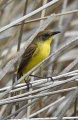 Pseudocolopteryx citreola