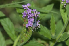 Theclinesthes miskini