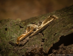 Moerarchis inconcisella