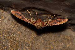 Endotricha flammealis