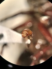 Phyllophaga crenulata