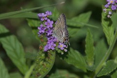 Theclinesthes miskini