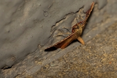 Endotricha flammealis