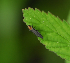 Agrilus