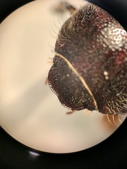 Phyllophaga crenulata
