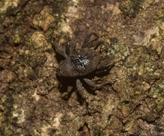 Onidistus araneus