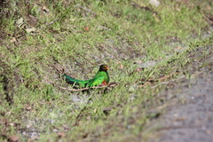 Pharomachrus auriceps