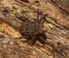 Nechyrus incomptus