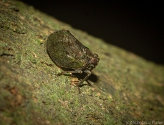 Cotylana angustifrons