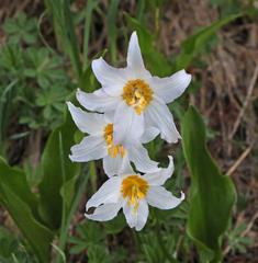 Erythronium montanum