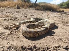 Pituophis deppei