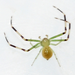 Misumessus oblongus