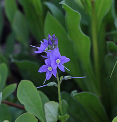 Veronica cusickii