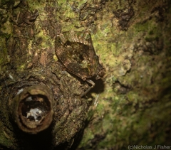 Cotylana angustifrons