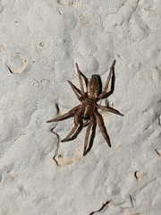 Gnaphosidae