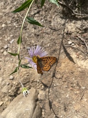 Boloria