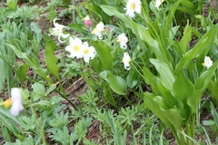 Erythronium montanum