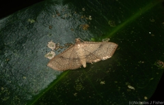 Addaea subtessellata