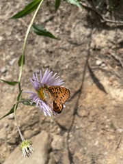 Boloria