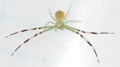Misumessus oblongus