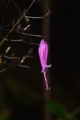 Stenostephanus harleyi