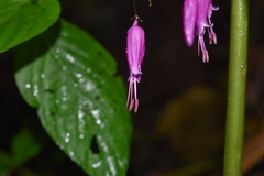Stenostephanus harleyi