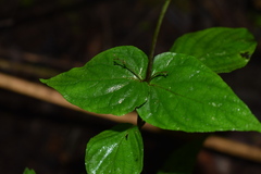 Stenostephanus harleyi