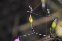 Stenostephanus harleyi