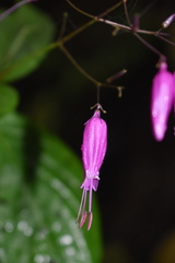 Stenostephanus harleyi