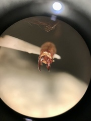 Phyllophaga implicita