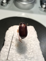 Phyllophaga implicita