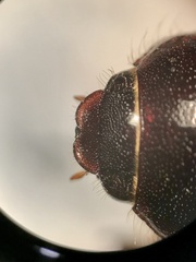 Phyllophaga implicita