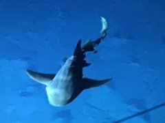 Ginglymostoma cirratum