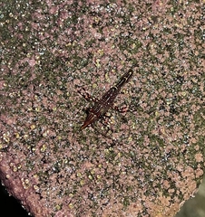 Rhynchocinetes typus