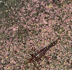 Rhynchocinetes typus