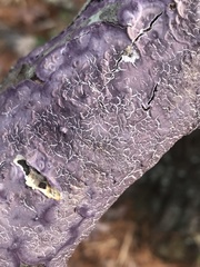 Corticium roseum