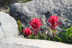Castilleja parviflora oreopola
