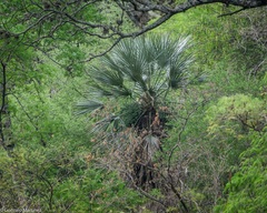 Trithrinax campestris