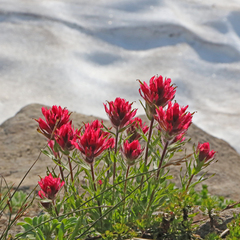 Castilleja parviflora oreopola