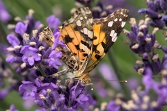 Vanessa cardui