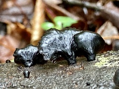 Resupinatus alboniger