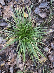 Carex bromoides