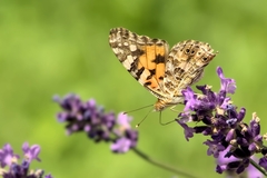 Vanessa cardui