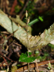 Acianthus sinclairii