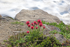 Castilleja parviflora oreopola