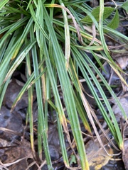 Carex bromoides