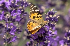 Vanessa cardui