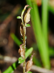 Acianthus sinclairii