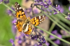 Vanessa cardui