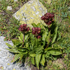 Gentiana purpurea